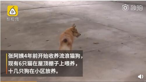 張阿姨四年前就開始收養(yǎng)流浪動(dòng)物了